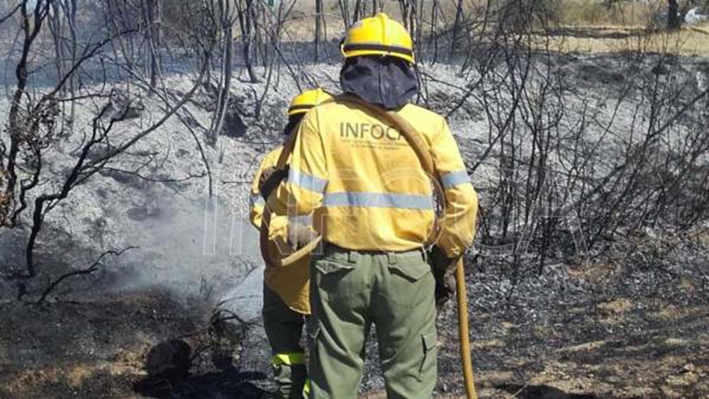 Infoca y bomberos extinguen un incendio declarado esta tarde en Gaucín