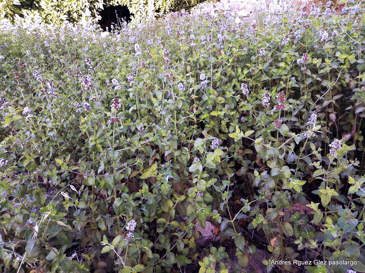 Una plantación de menta en la Serranía, Foto Andrés Rodríguez.