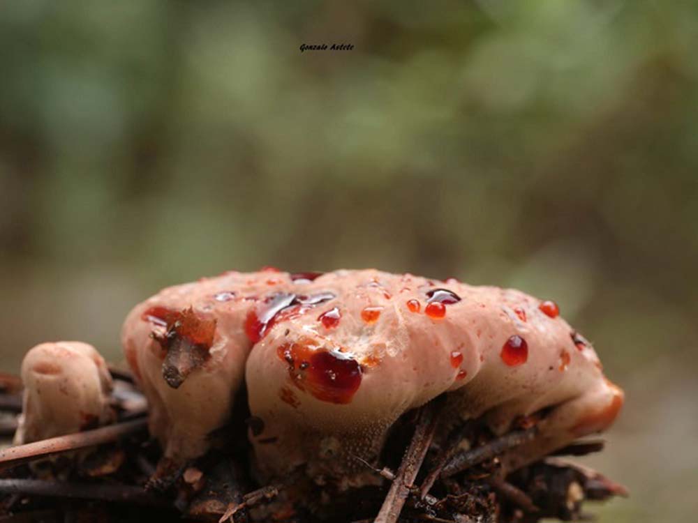 Imagen de una seta de la variedad Hidno herrumboso, que no es comestible. Foto Gonzalo Astete.