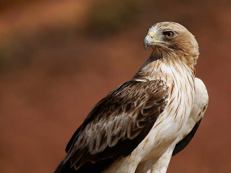 Fauna de la Serranía de Ronda: Águila Calzada (Hieraaetus pennatus)