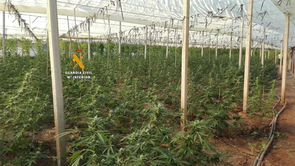 Una de las plantaciones localizadas durante la operación de la Guardia Civil en la provincia de Málaga.