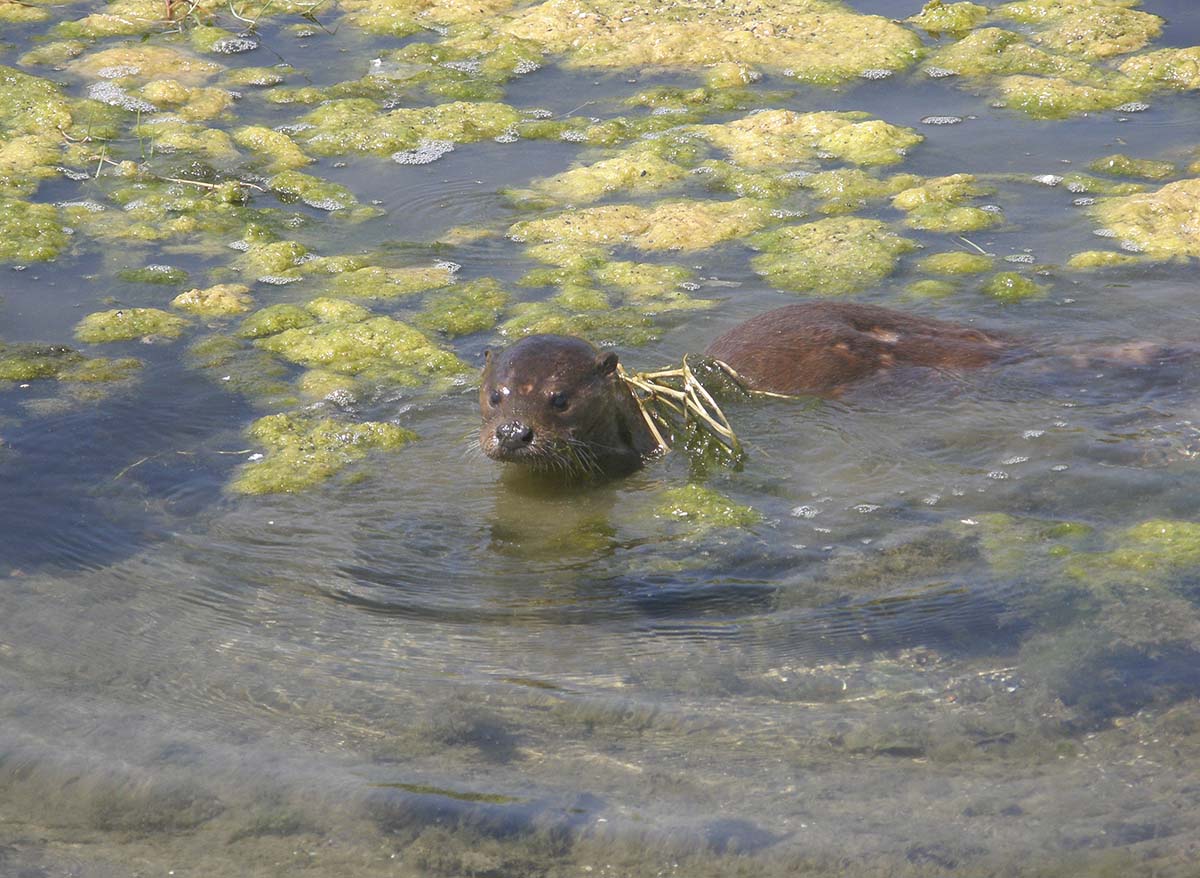 Imagen de una nutria localizada en la Serranía de Ronda. Foto José María Canca.