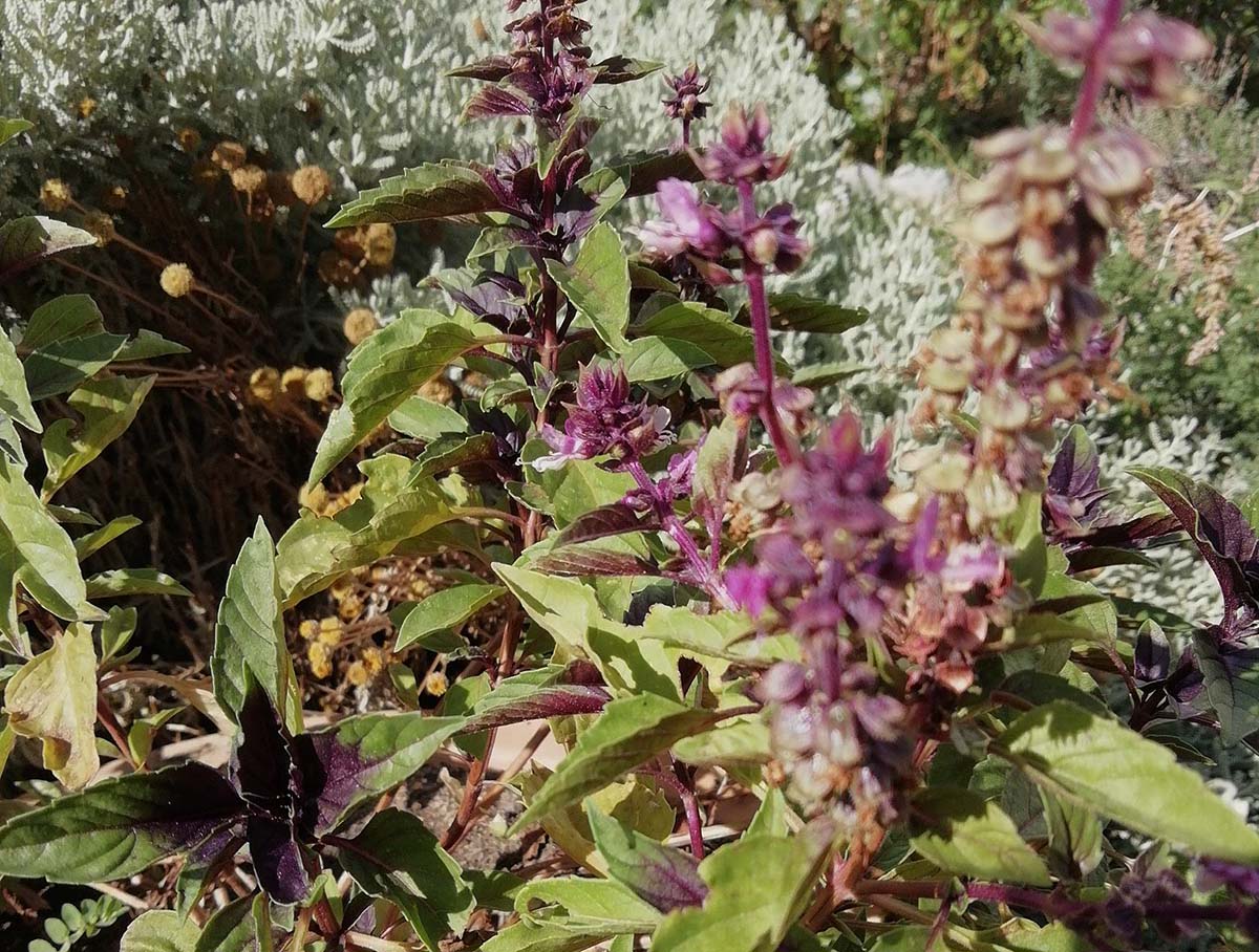 Planta de Albahaca morada localizada en la Serranía. Foto Andrés Rodríguez.