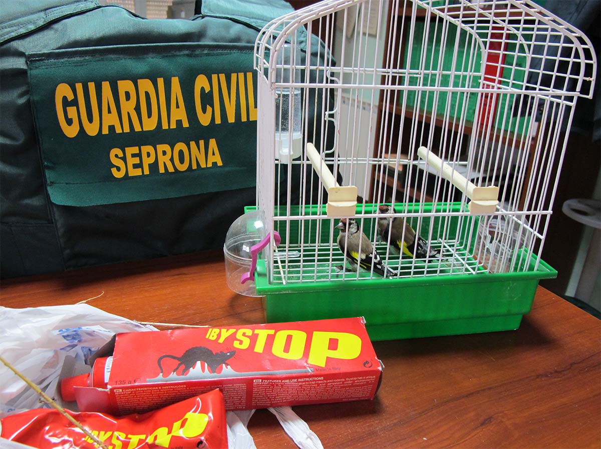 Aves intervenidas durante la intervención de la Guardia Civil.