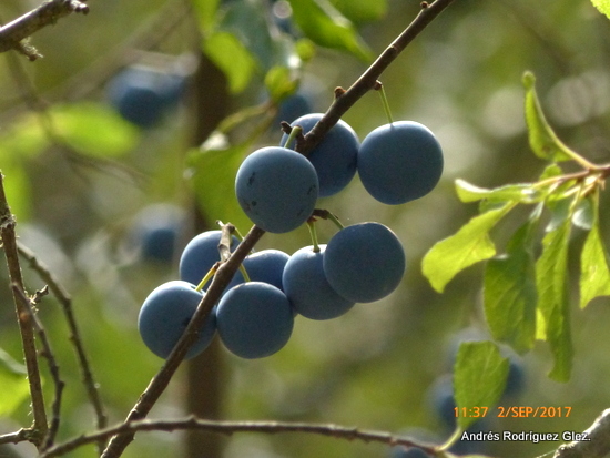 Frutos de endrino en la Serranía de Ronda. Foto Andrés Rodríguez.