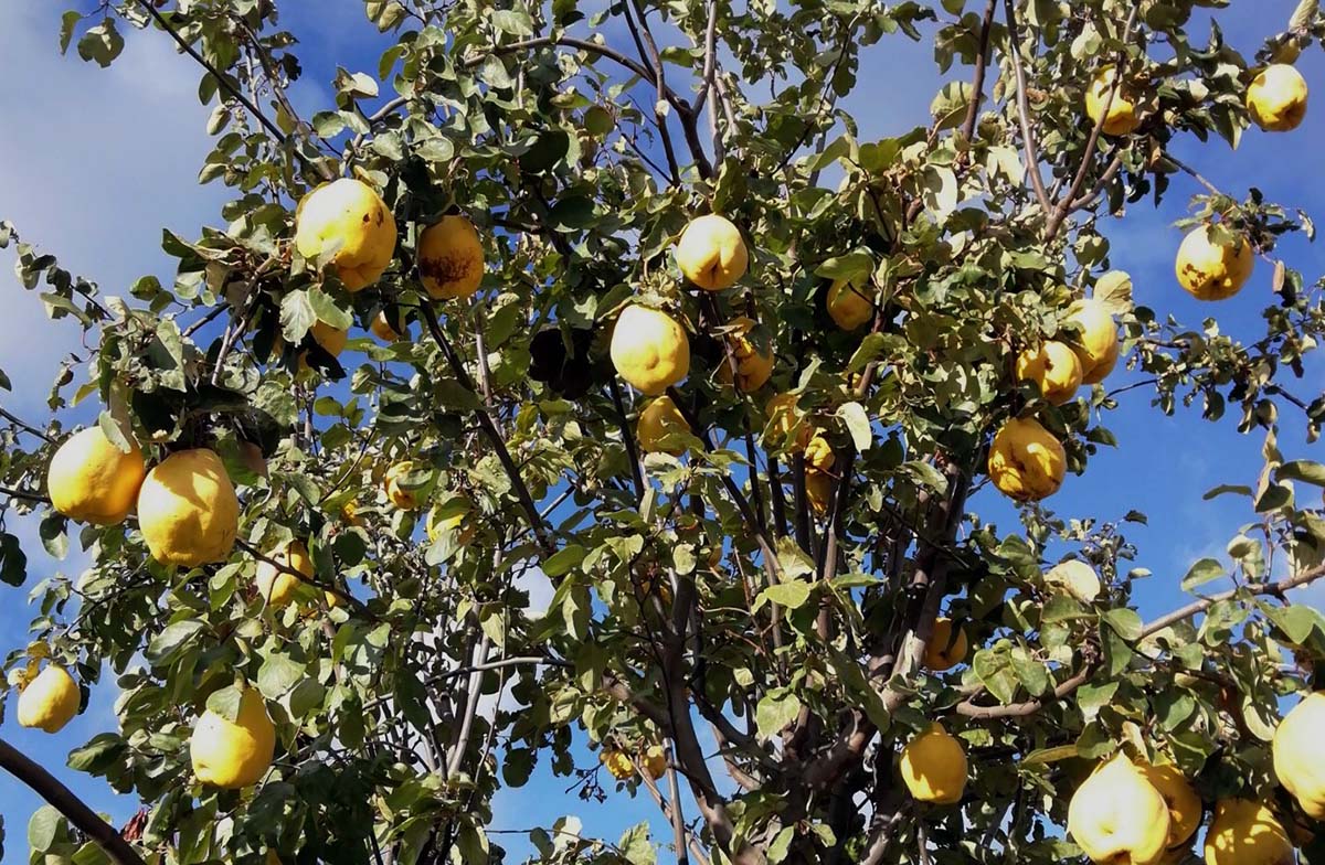 Árbol de membrillo con abundante cantidad de fruto en la Serranía. Foto Andrés Rodríguez.