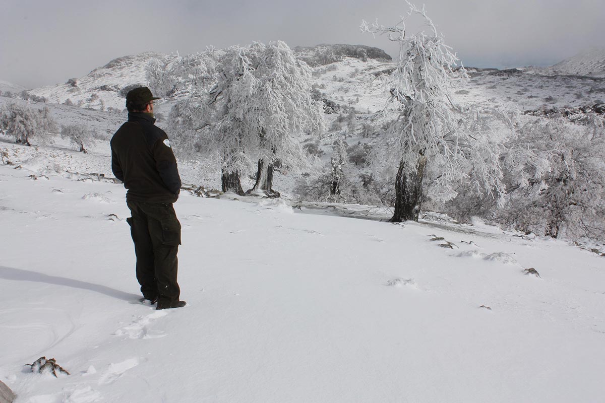 Un agente de Medio Ambiente contempla los parajes del pico Torrecilla, en la Sierra de las Nieves.