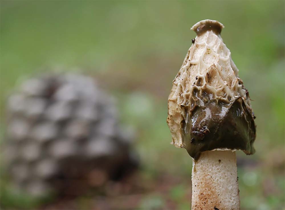 Setas de la Serranía de Ronda: Falo Hediondo (Phallus impudicus)