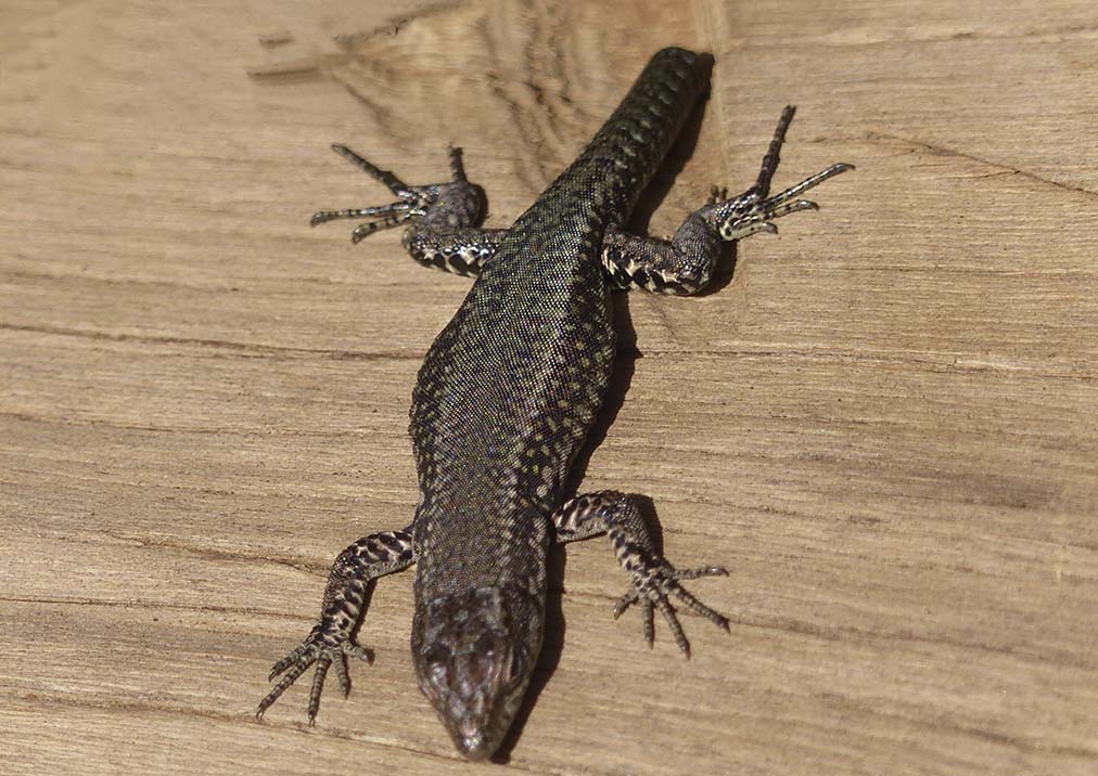 Fauna de la Serranía de Ronda: Lagartija andaluza (Podarcis vaucheri)