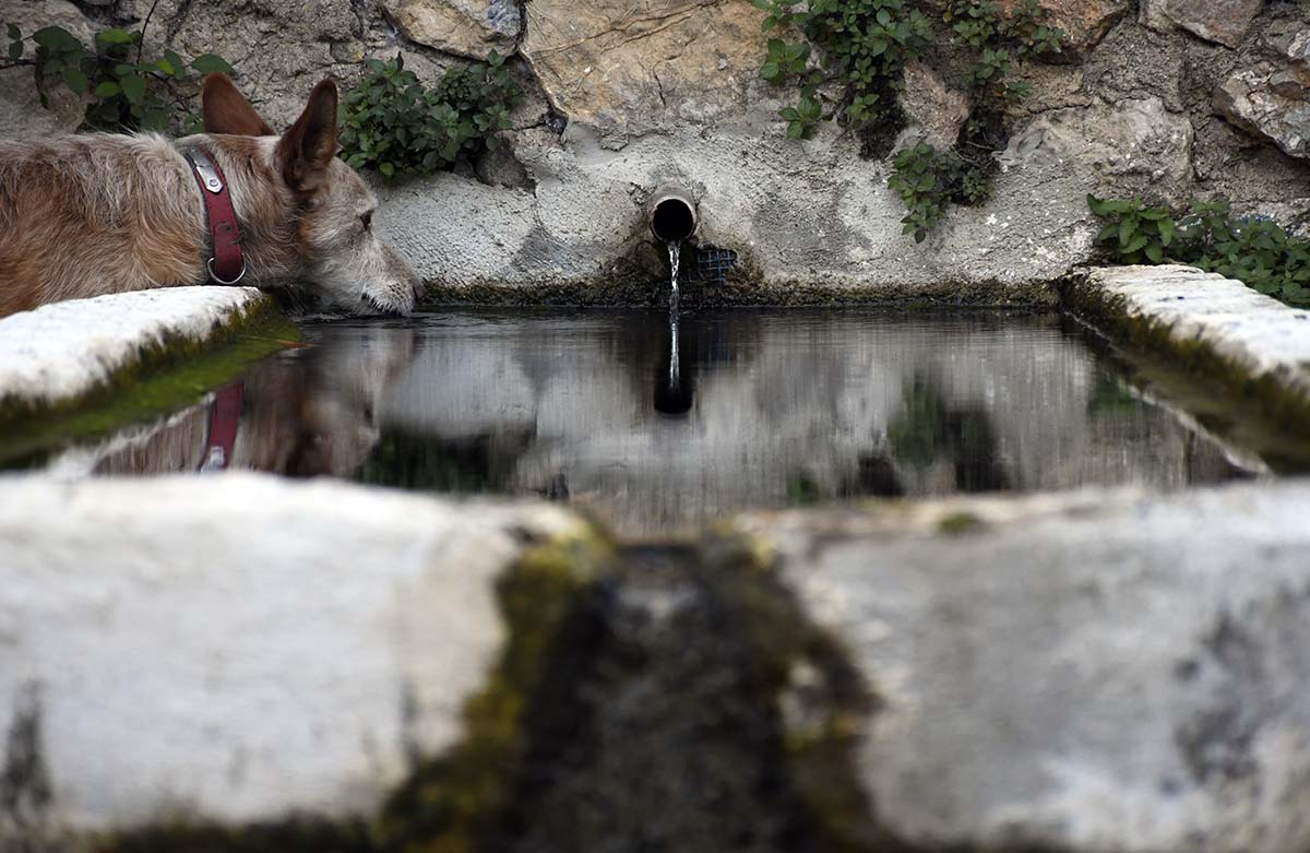 Un perro bebe en una de las 20 fuentes que hay en el municipio de Parauta.