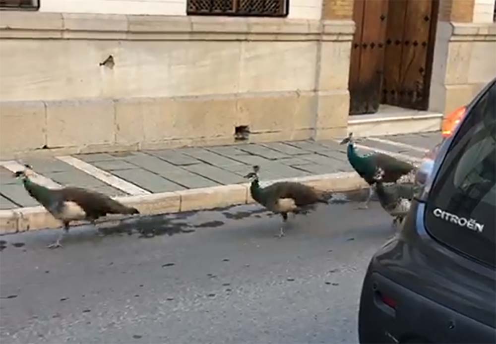 Uno de los conductores tomó una foto de este simpático suceso ocurrido esta mañana. Imagen cedida a Diario Ronda.
