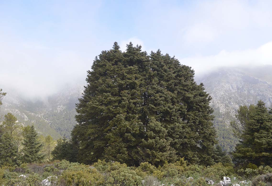 Los pinsapos gigantes son uno de los atractivos de la Sierra de las Nieves.