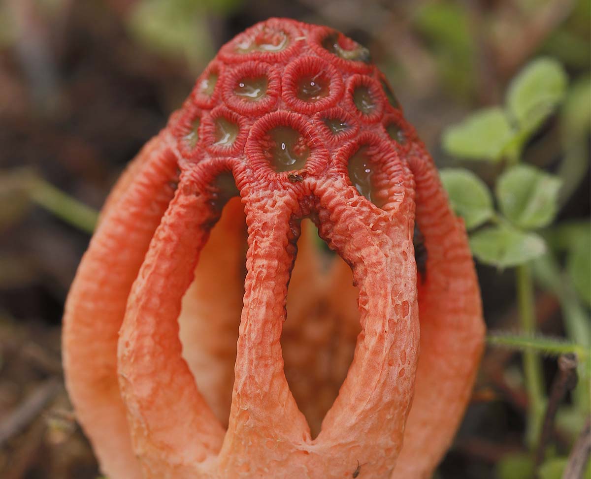 Setas de la Serranía de Ronda: Colo rojizo (Colus hirudinosus)