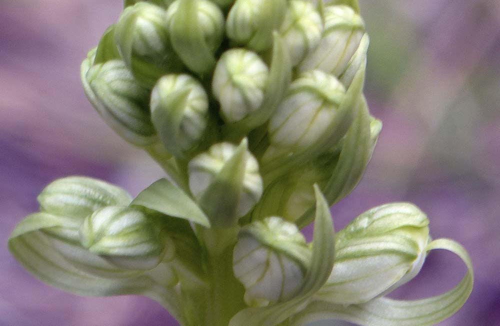 Imagen de la primera orquídea de la temporada localizada este martes en las inmediaciones de Ronda. Foto Andés Rodríguez.