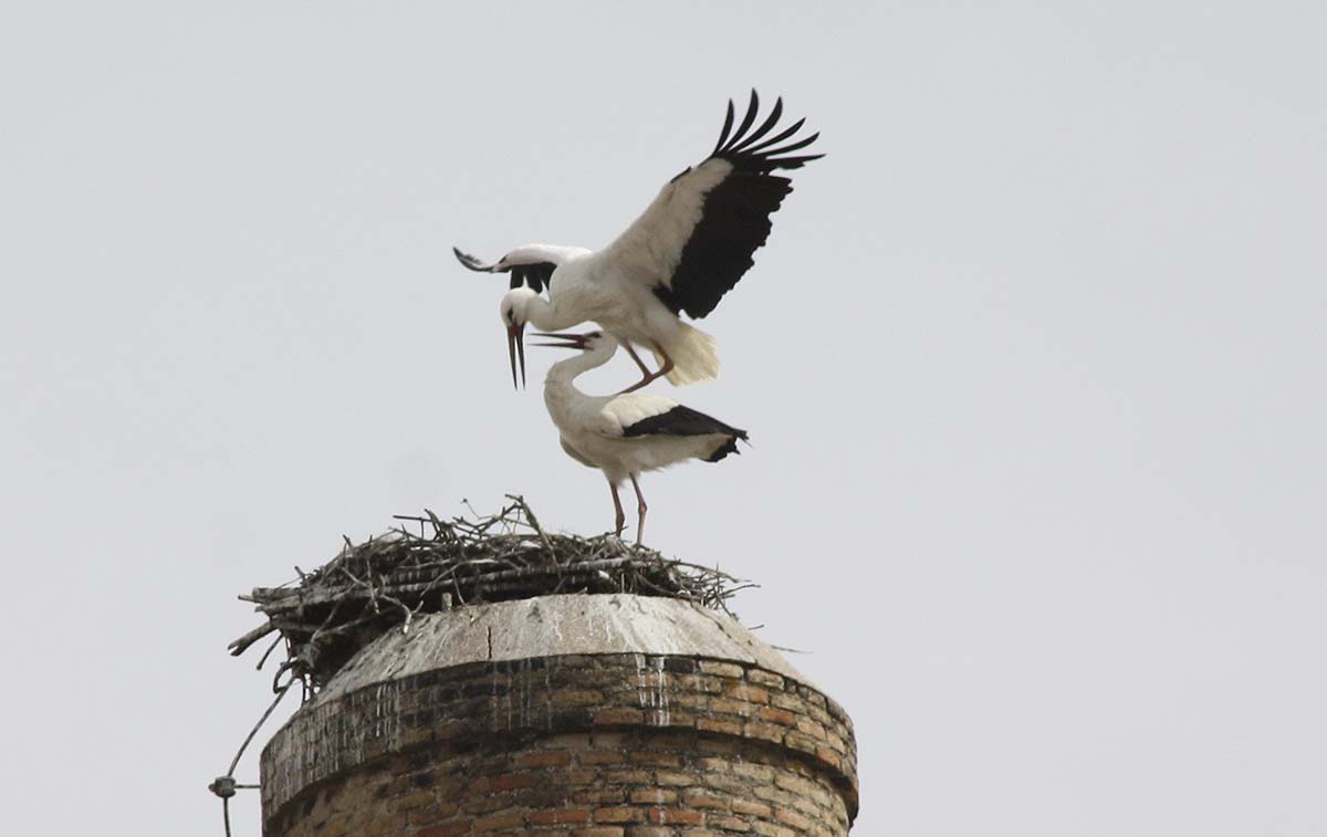 La pareja de cigüeñas jugueteando esta mañana en su nido de la barriada de La UVA.