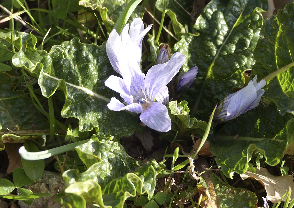 Imagen de una planta de mandrágora tomada en la Serranía. Foto Andrés Rodríguez.
