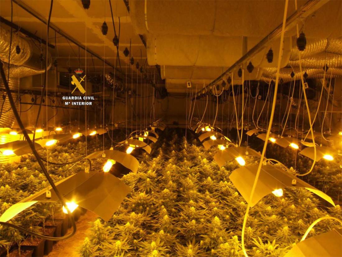 Tres detenidos por cultivar 1.200 plantas de marihuana en Ronda