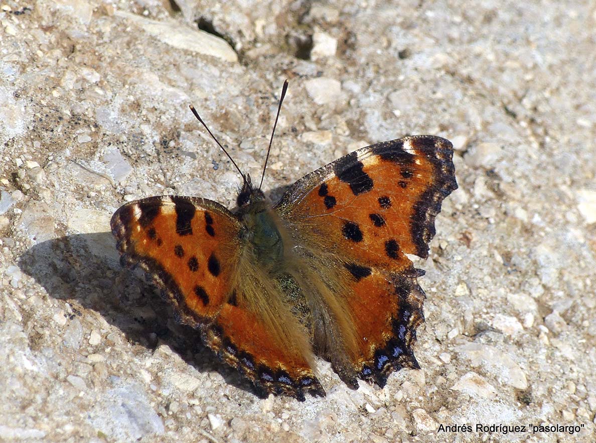 Imagen de una mariposa olmera tomada en la Serranía. Foto Andrés Rodríguez.