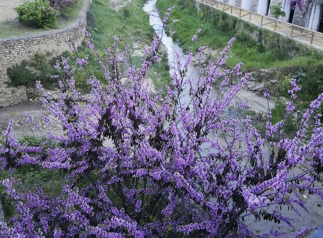 Plantas de la Serranía de Ronda: Árbol del amor; árbol de Judas (Cercis cilicuastrum)