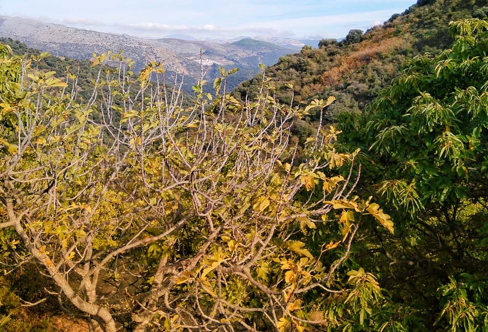 Parajes del Valle del Genal, en plena Serranía de Ronda.