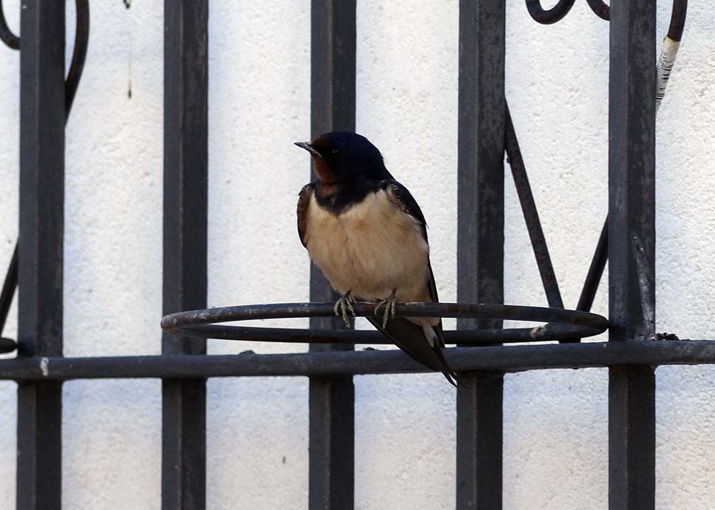 Imagen de una golondrina común descansando en una reja de la Serranía. Foto Andrés Rodríguez.