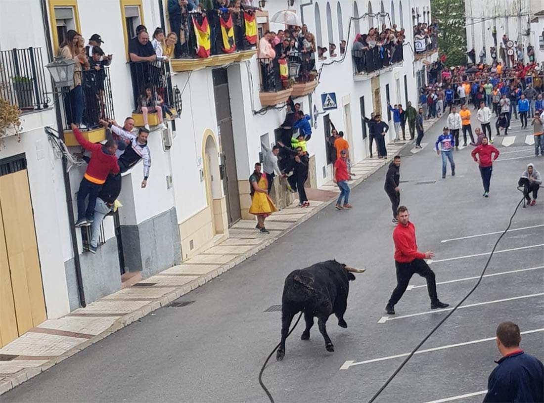 Los asistentes han podido disfrutar de las tres carreras de toro de cuerda que se han desarrollado este Domingo de Resurrección.