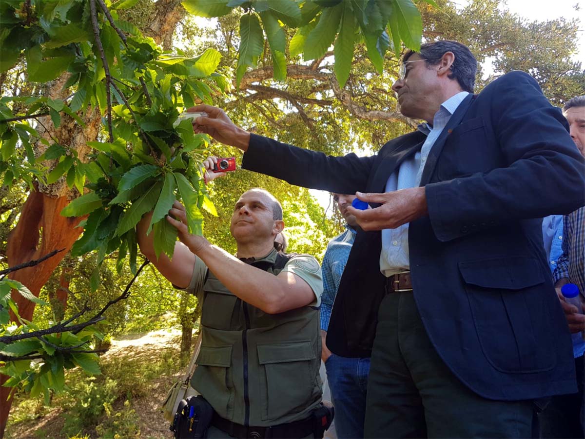 La Junta inicia la suelta del Torymus Sinensis, el depredador biológico, para luchar contra la avispilla en los castaños del Genal