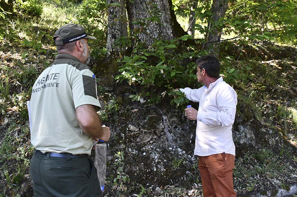 Un agente de medio ambiente y el alcalde de Algatocín sueltan ejemplares de este depredador natural de la avispilla en los castaños,