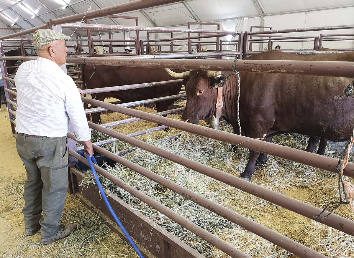 Arranca la Real Feria de Mayo ‘AgroRonda’ 2019, que se prolongará en el Recinto Ferial hasta este domingo