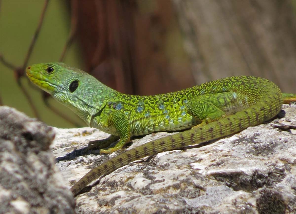 Imagen de este tipo de lagarto tomada en la Serranía, Foto José María Canca Guerra.