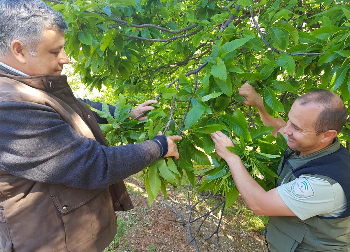 El delegado territorial de Agricultura ha participado en la suelta del depredador de la avispilla del castaño.