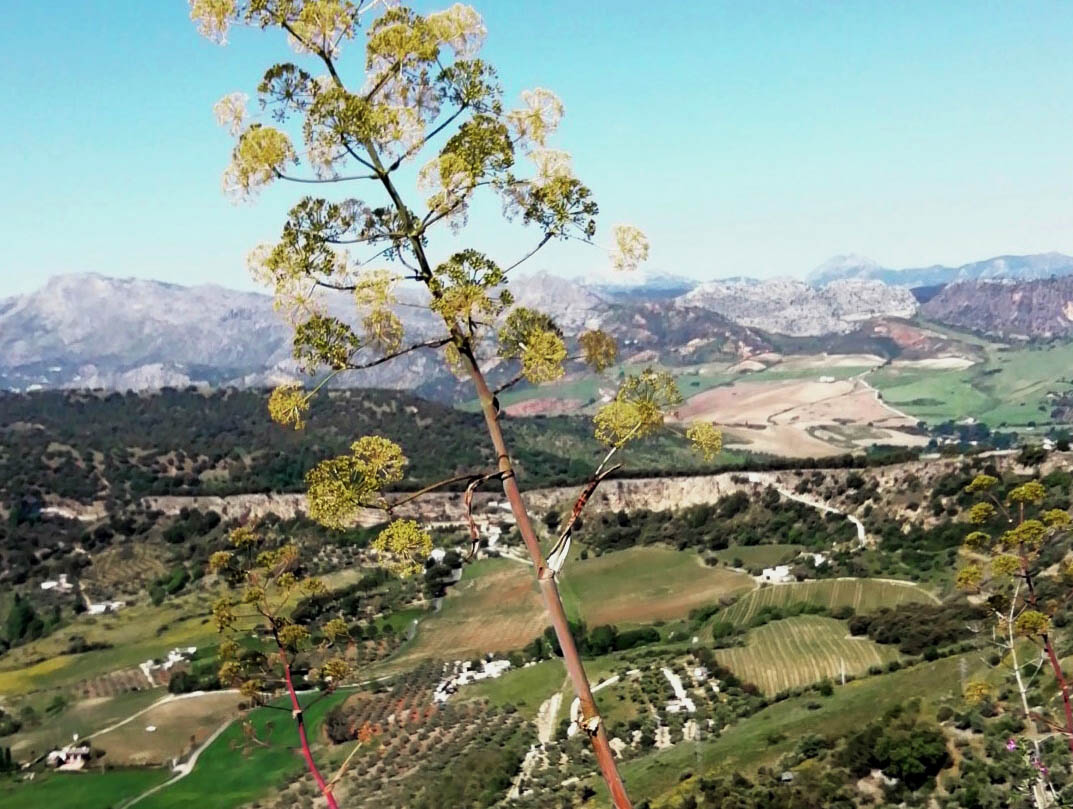 Una de estas hierbas venenosas situadas en el Tajo de Ronda. Foto Andrés Rodríguez.