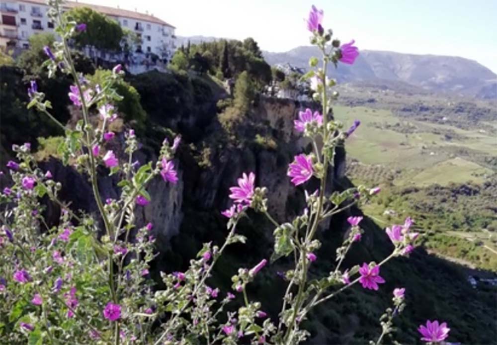 Imagen de esta singular planta tomada en el Tajo de Ronda.