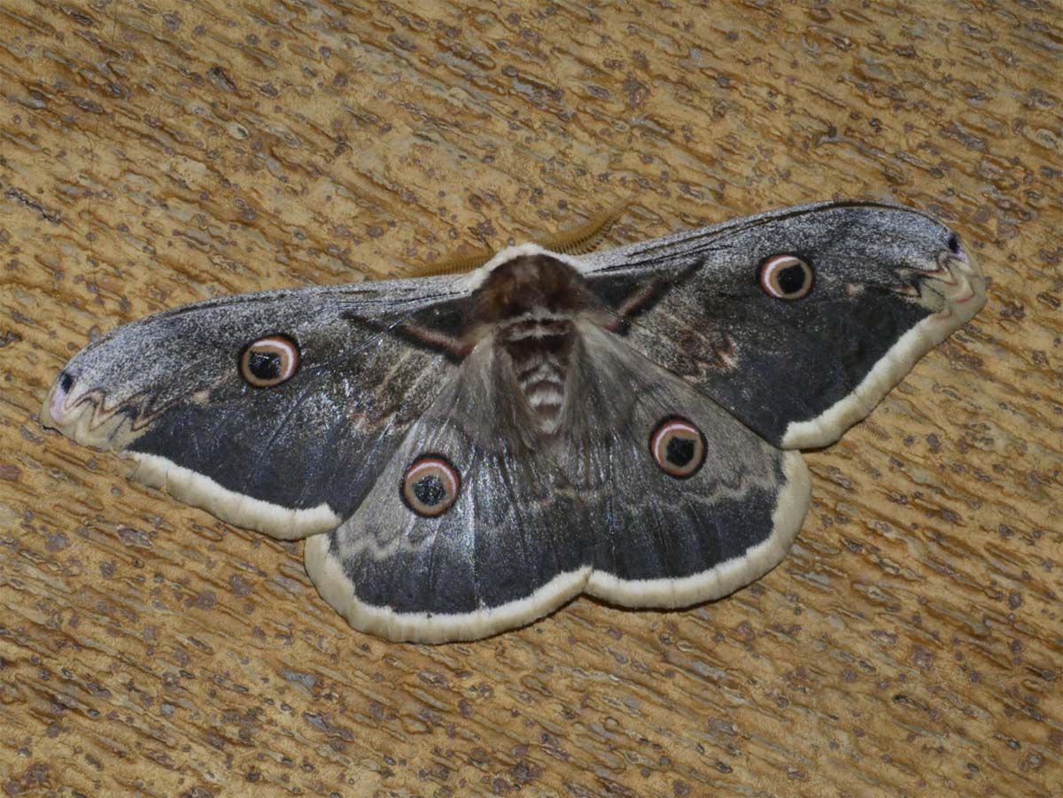 Fauna de la Serranía de Ronda: Mariposa Gran Pavón (Saturnia pyri)