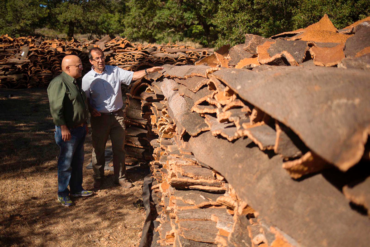 El delegado de Montes, Jesús Vázquez, junto a uno de los técnicos responsables de los trabajos de extracción.