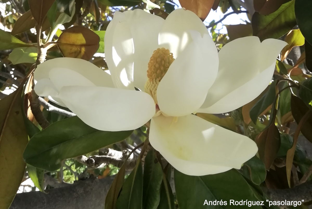 La magnolia se ha utilizado desde tiempo inmemorial como planta medicinal. Foto: Andrés Rodríguez.
