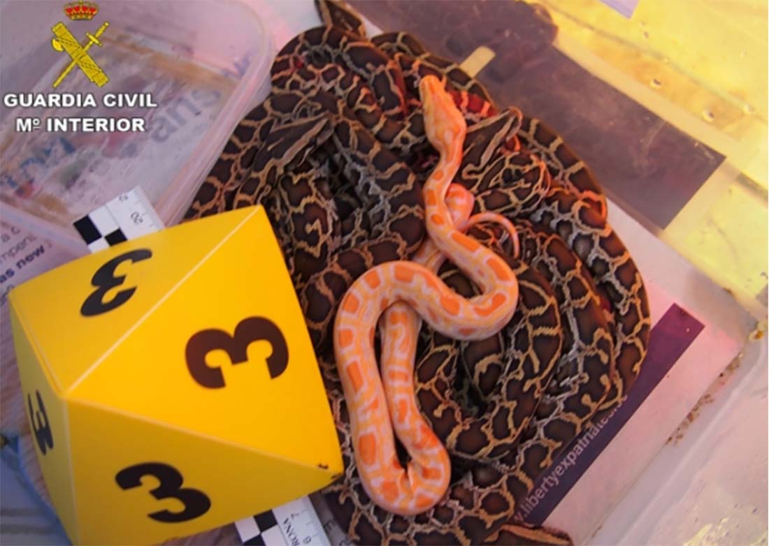 Entre los animales localizados en este operativo hay serpientes, entre otras especies protegidas.