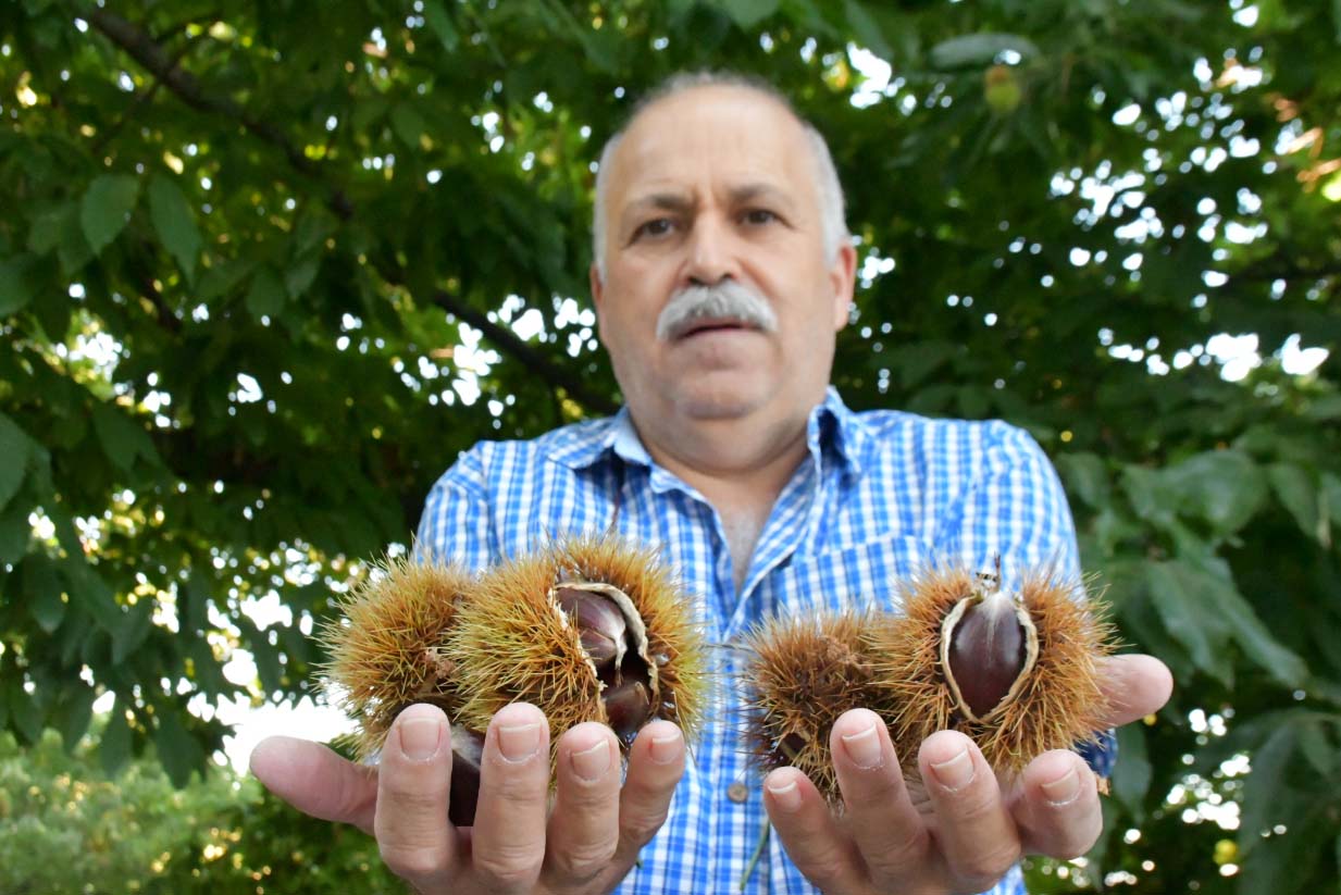 Un productor muestra las primeras castañas de esta temporada en el Valle del Genal.