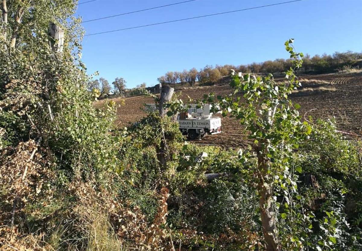 Los trabajos de tala se han realizado a lo largo de esta jornada en el arroyo de Las Culebras.