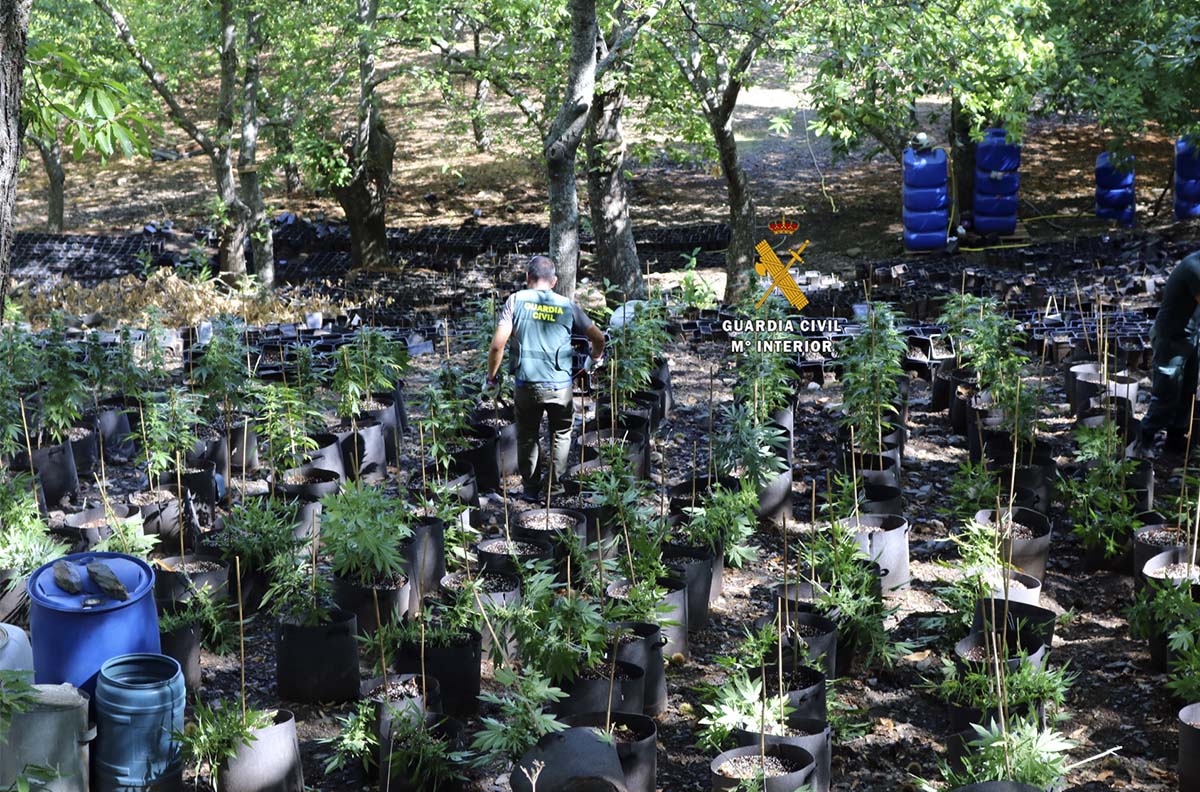 Imagen de la plantación de marihuana que ha localizado la Guardia Civil en Faraján.