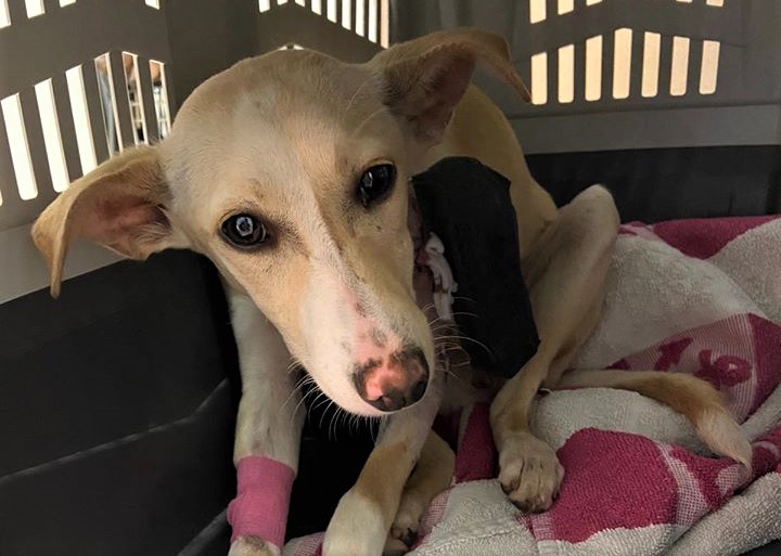 La perrita Blosson se recupera actualmente de sus heridas en la clínica veterinaria.