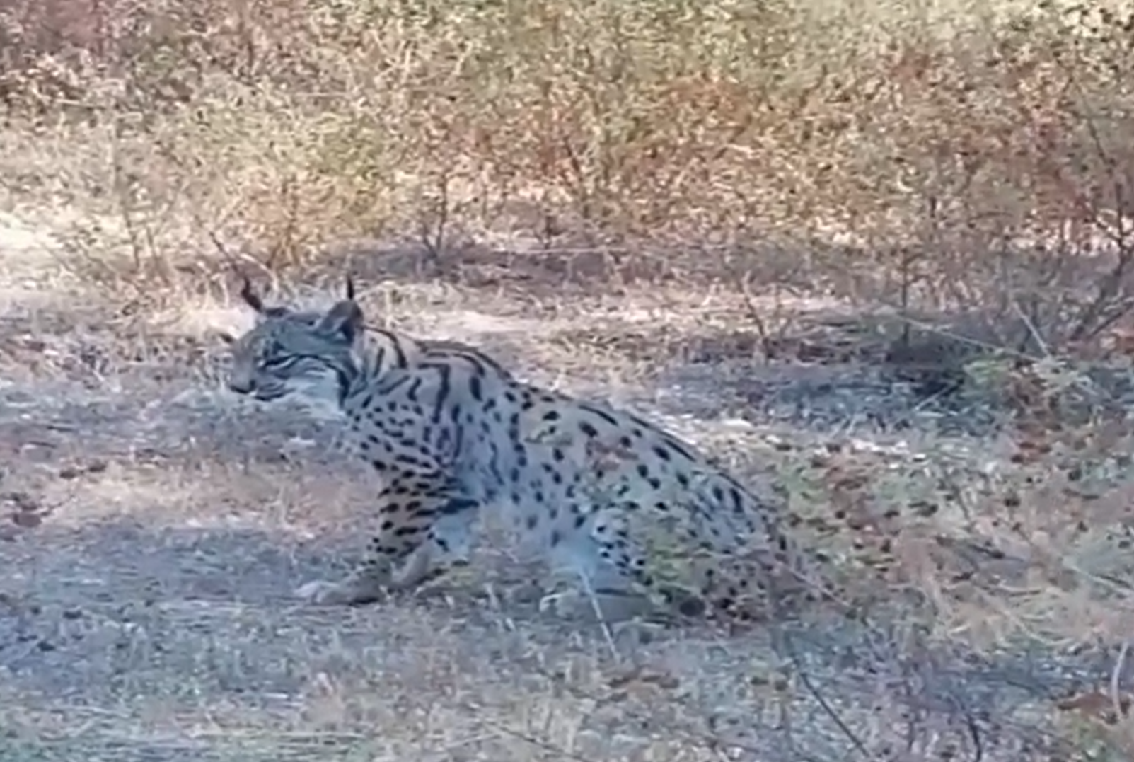 Un fotograma del vídeo que supuestamente ha sido grabado en el Valle del Genal.