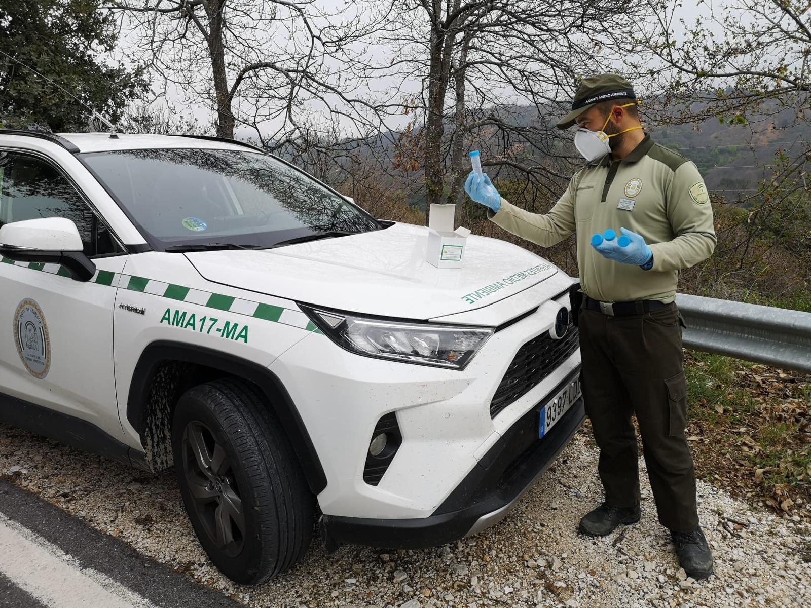 La Junta concluye la suelta del Torymus en el Valle del Genal para combatir la plaga de la avispilla del castaño