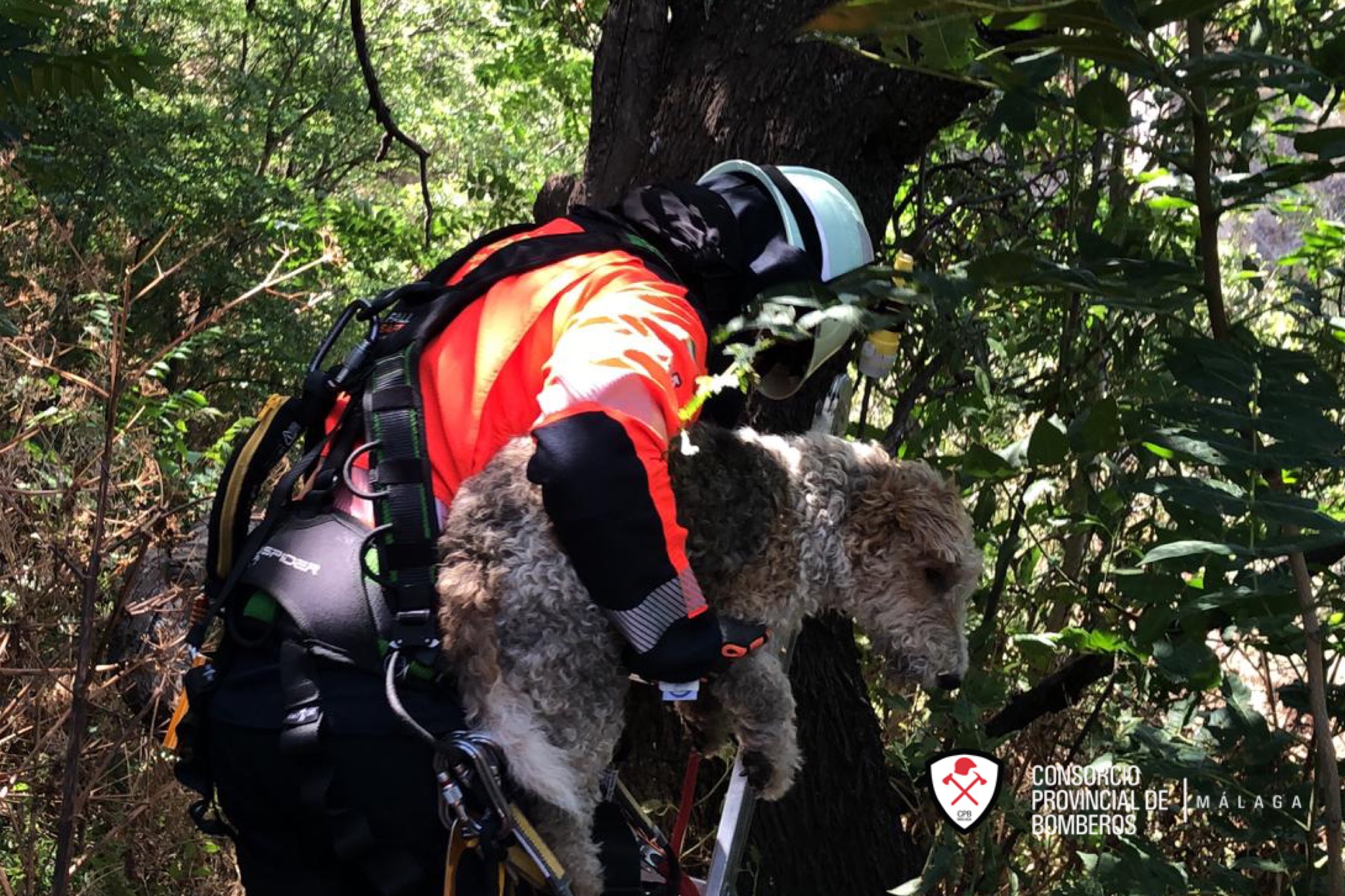 Momento en el que los bomberos rescataron al animal en las cornisas del Tajo.