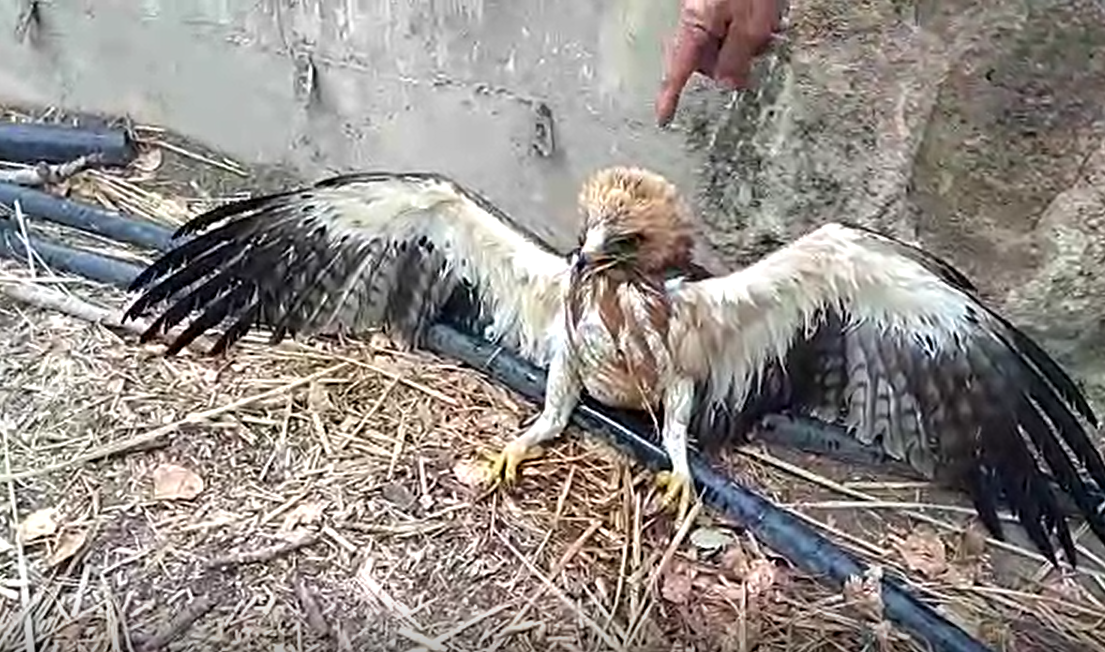 Imagen del águila rescatada por los efectivos de la Policía Local y de Medio Ambiente..
