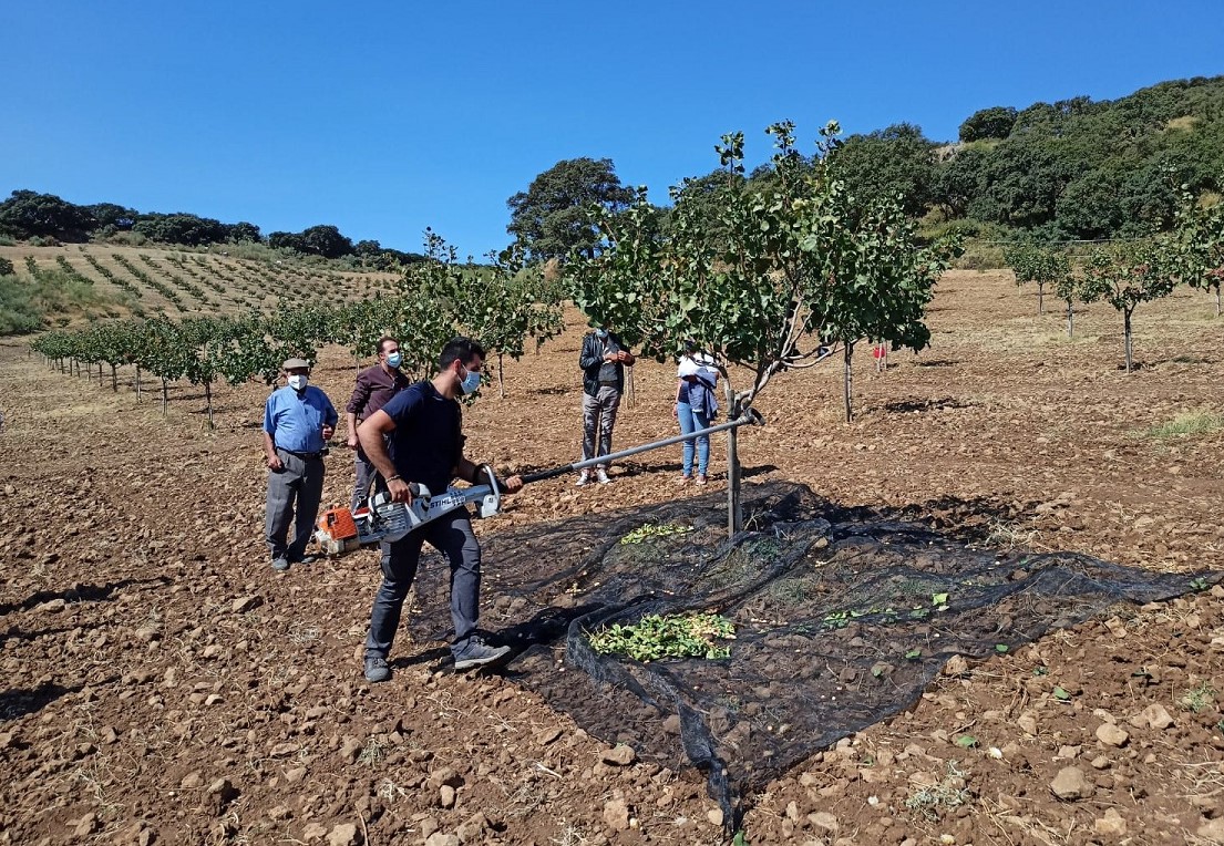 La explotación agrícola de pistachos está situada en la pedanía de Los Prados.
