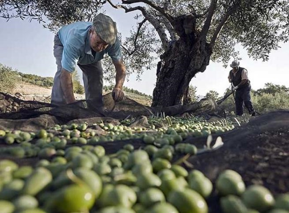Se pretende potenciar el sector olivarero de Andalucía.