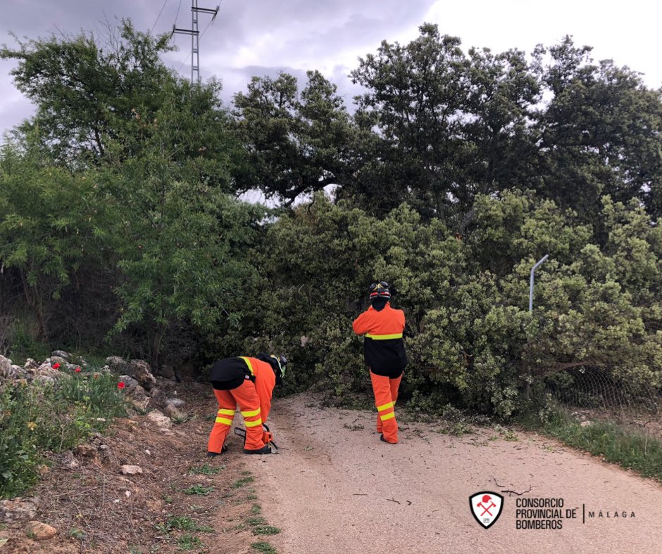 Los bomberos han tenido que actuar para retirar el árbol caído.