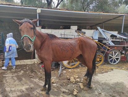 Imagen de uno de los caballos que fueron localizados desnutridos en una explotación ganadera.