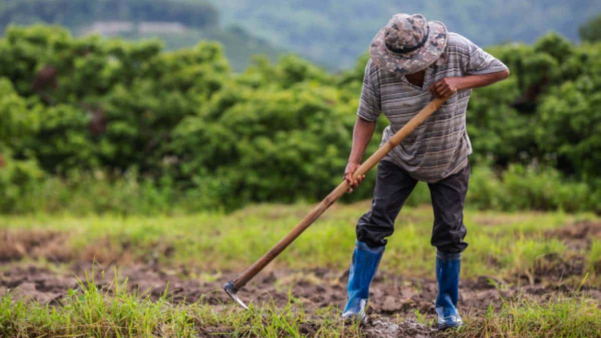 Estas serán las excepciones a los requisitos de las ayudas para la campaña agrícola 2022